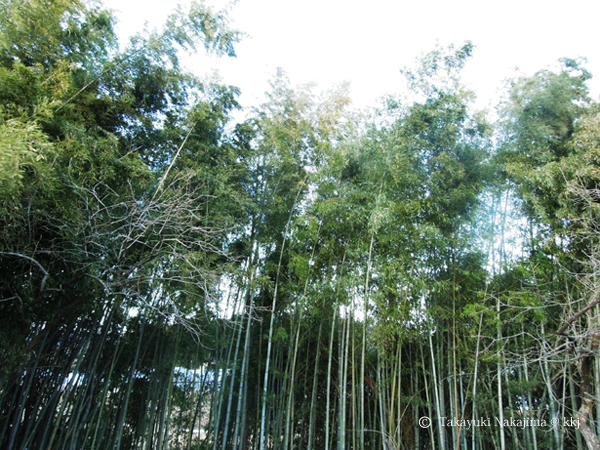 写真1北側の竹林